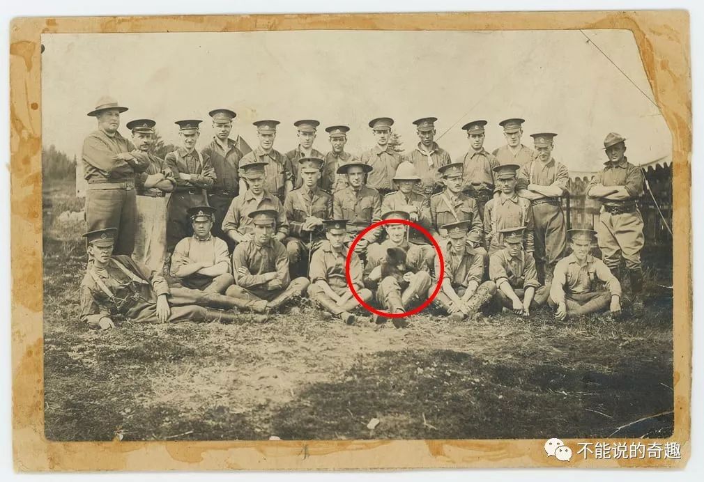 20美元被买下带回*队军**,50年后它成为红遍全球的小熊维尼