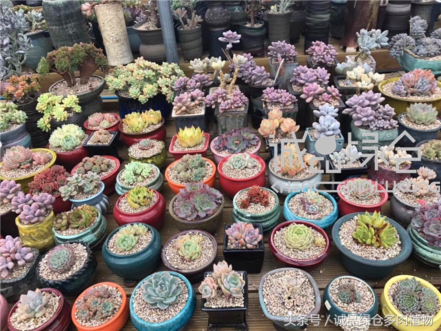 美爆了的韩国多肉植物大棚