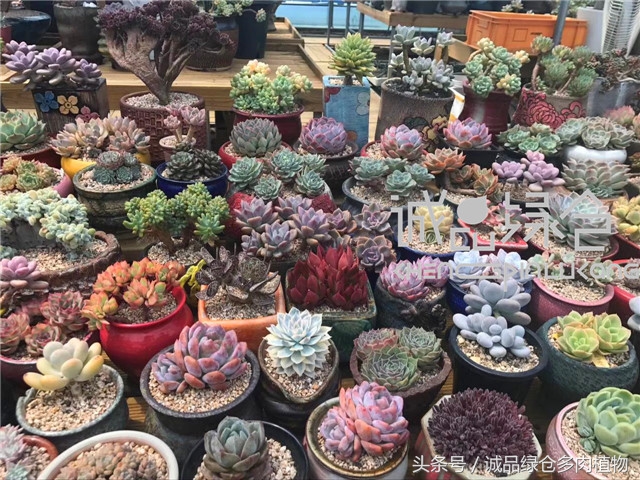 美爆了的韩国多肉植物大棚