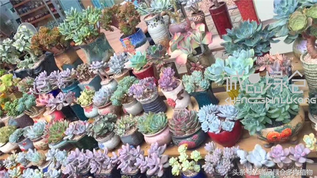 美爆了的韩国多肉植物大棚