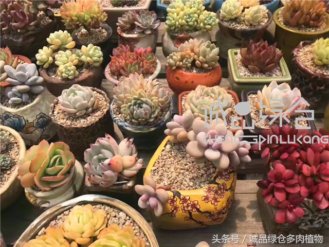 美爆了的韩国多肉植物大棚