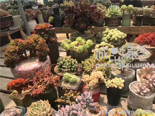 美爆了的韩国多肉植物大棚