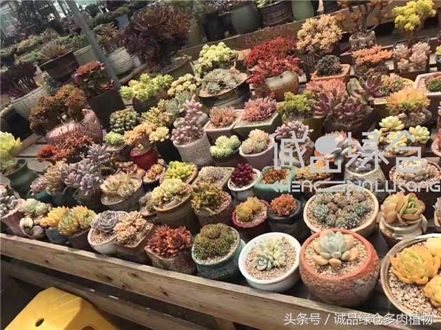 美爆了的韩国多肉植物大棚
