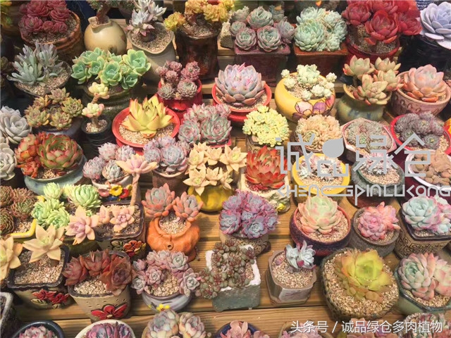 美爆了的韩国多肉植物大棚