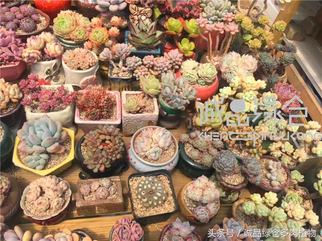 美爆了的韩国多肉植物大棚
