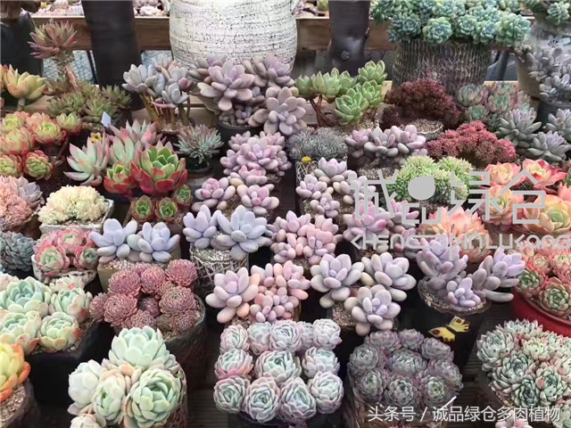 美爆了的韩国多肉植物大棚