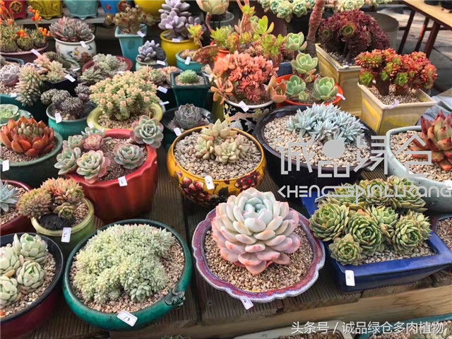 美爆了的韩国多肉植物大棚