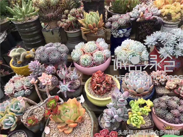 美爆了的韩国多肉植物大棚