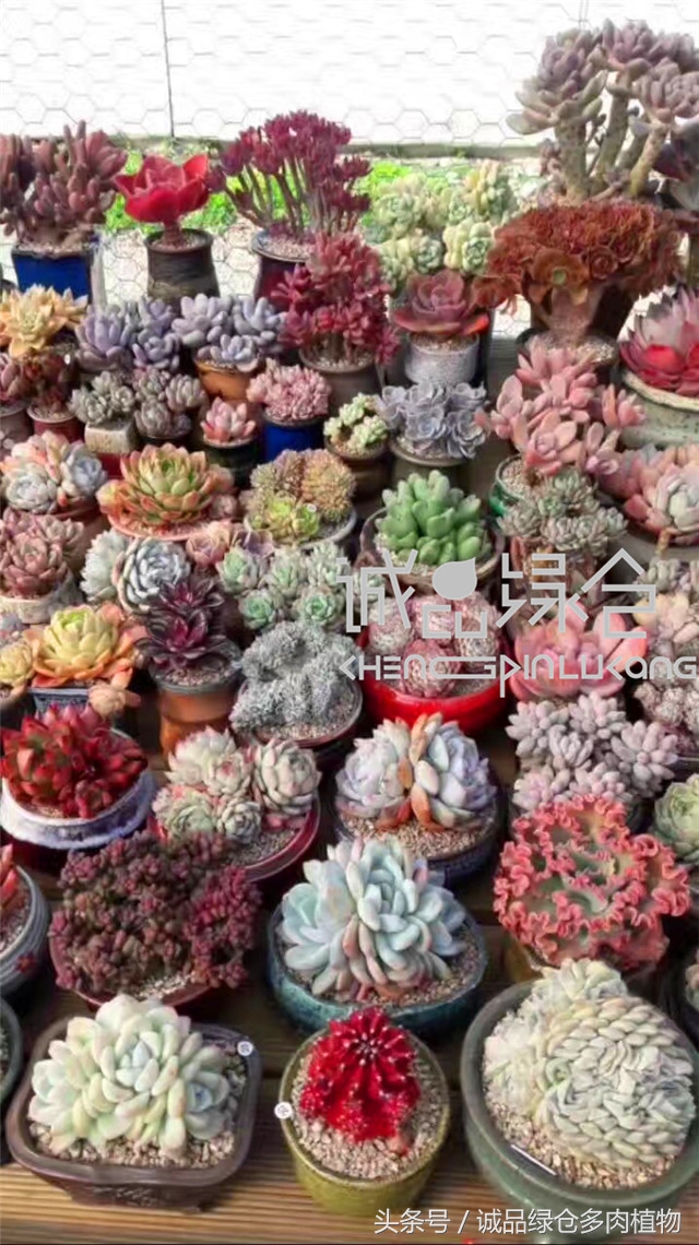 美爆了的韩国多肉植物大棚