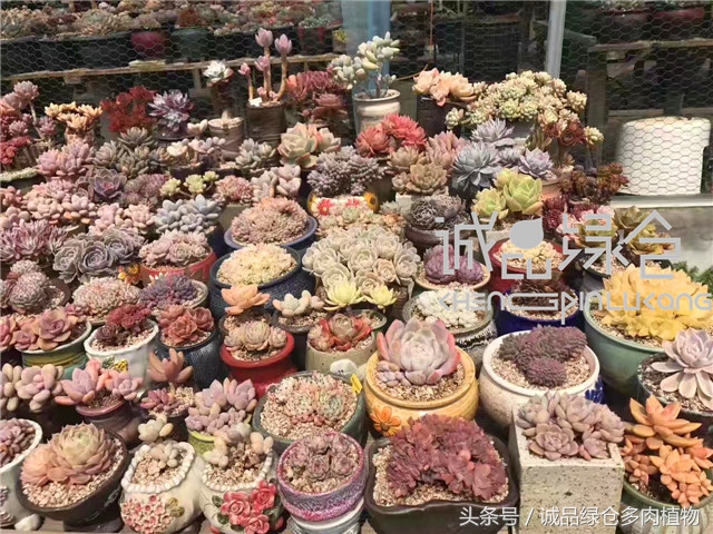 美爆了的韩国多肉植物大棚