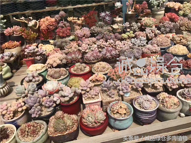 美爆了的韩国多肉植物大棚