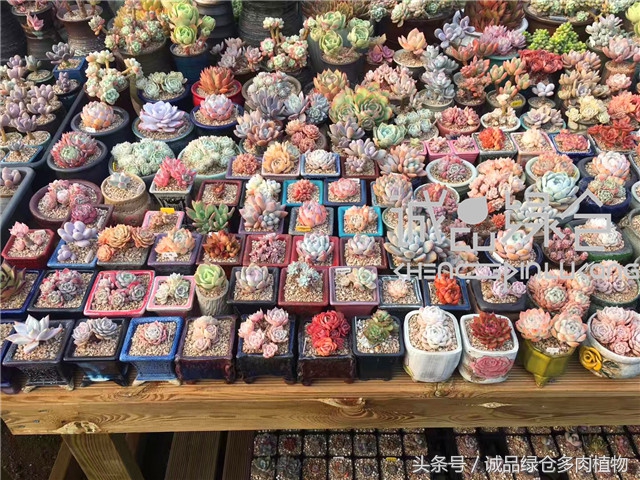 美爆了的韩国多肉植物大棚