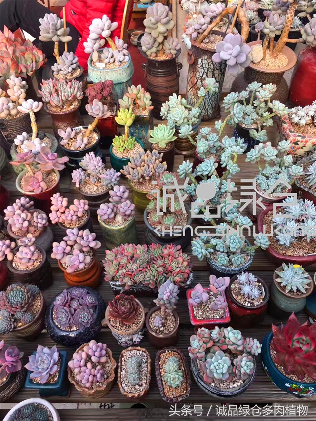 美爆了的韩国多肉植物大棚
