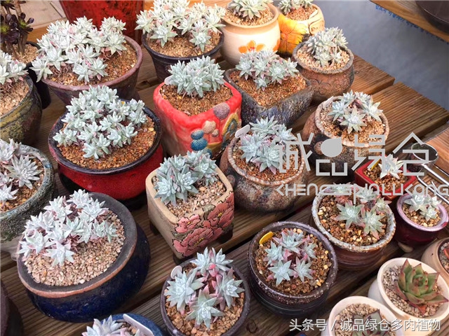 美爆了的韩国多肉植物大棚