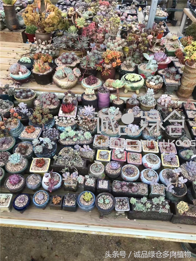 美爆了的韩国多肉植物大棚