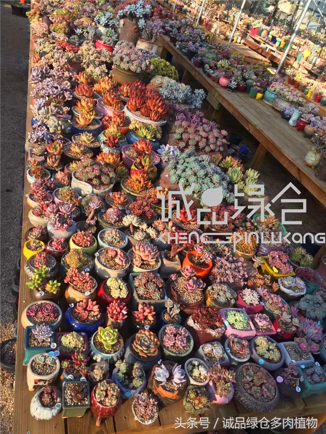 美爆了的韩国多肉植物大棚