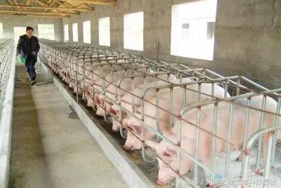 发酵饲料养猪优势,微生物发酵饲料