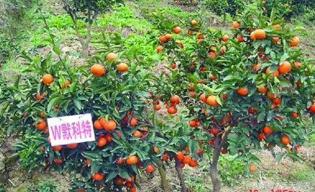 广西沃柑和象山红美人,柑橘品种大全绿柑