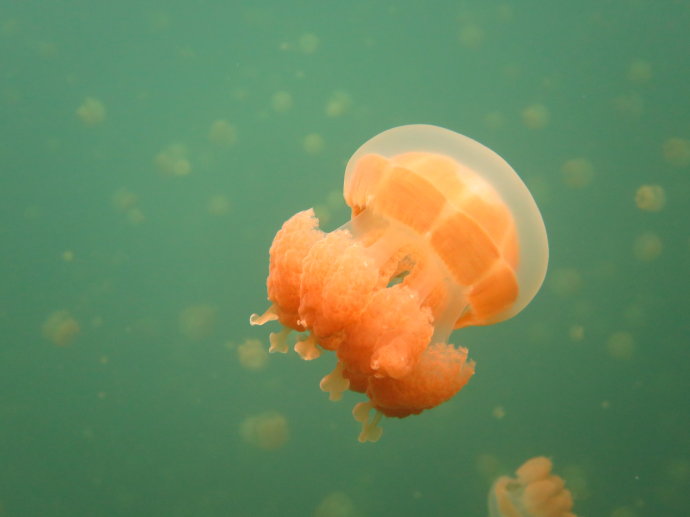 帕劳海底世界,帕劳七色海全景图