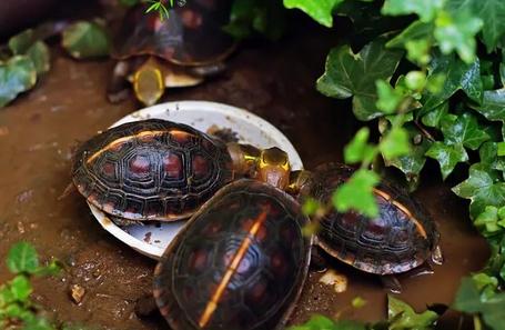 黄缘龟喜欢你的表现,喜欢黄缘龟