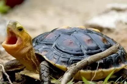 黄缘龟喜欢你的表现,喜欢黄缘龟