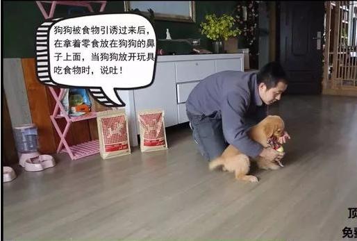 狗狗的衔取、咬吐训练——小课堂大学问！