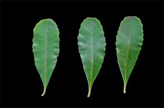 救命粮火棘果做酒怎么做,救命粮火棘果能做什么