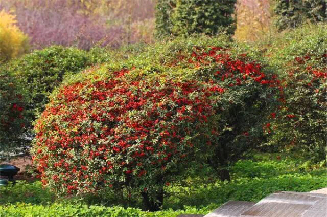 救命粮火棘果做酒怎么做,救命粮火棘果能做什么