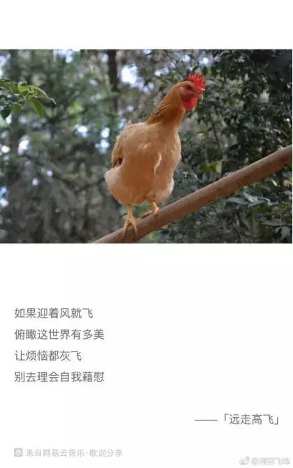 网易丁磊建设养鸡场,丁磊开了一个养猪场