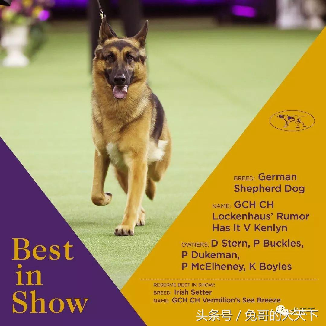 2017年西敏寺犬展时间表,西敏寺犬展北京犬