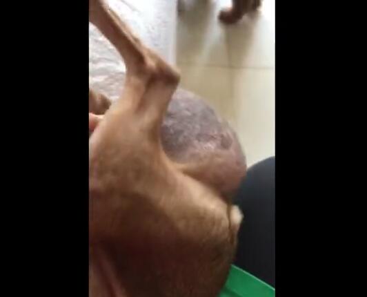 流浪狗得癌症,流浪狗患肿瘤的视频