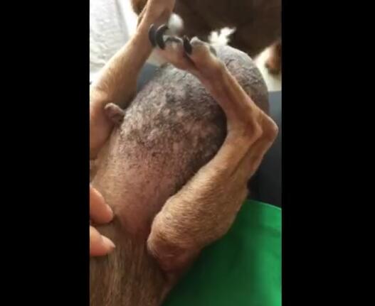 流浪狗得癌症,流浪狗患肿瘤的视频