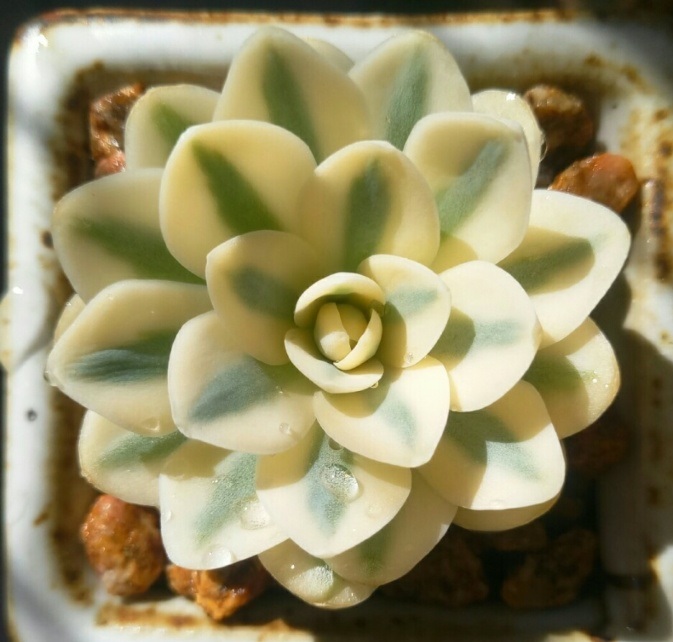 多肉出锦和缀化是什么意思,富士和玉蝶锦哪个好