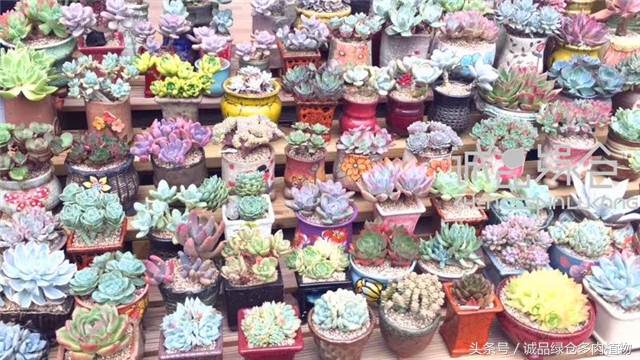 美爆了的韩国多肉植物大棚