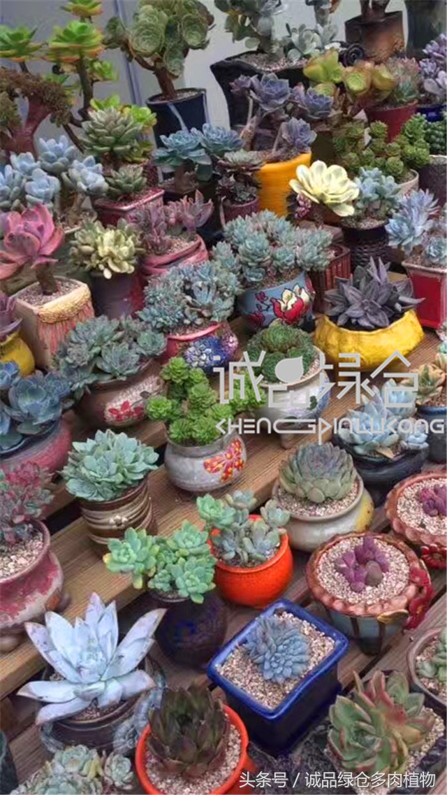 美爆了的韩国多肉植物大棚