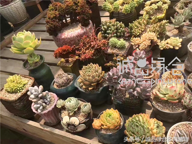 美爆了的韩国多肉植物大棚