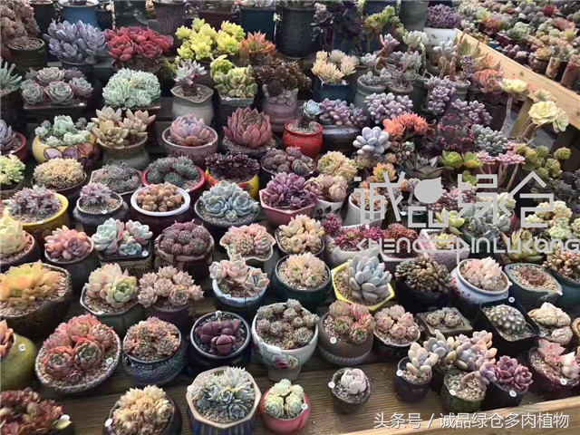 美爆了的韩国多肉植物大棚