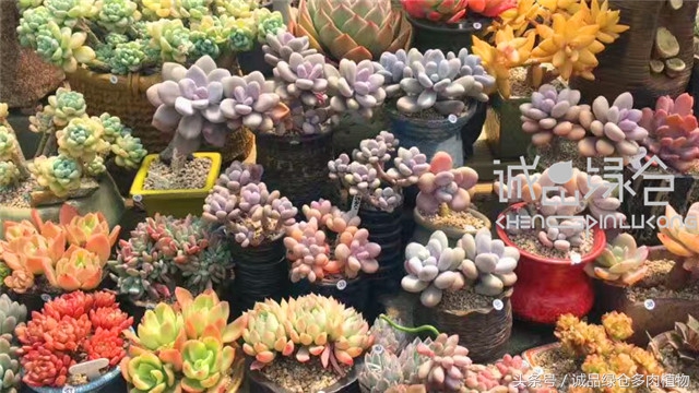 美爆了的韩国多肉植物大棚