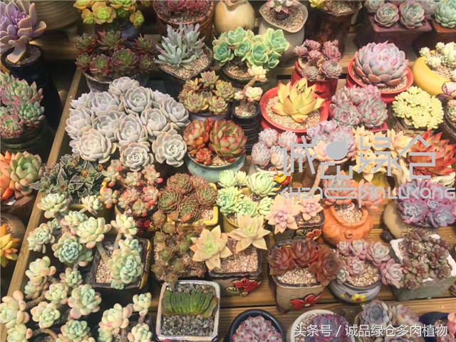 美爆了的韩国多肉植物大棚