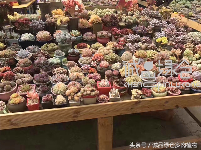 美爆了的韩国多肉植物大棚