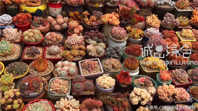 美爆了的韩国多肉植物大棚
