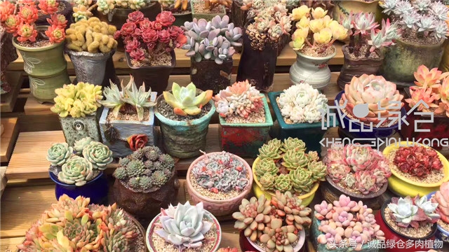 美爆了的韩国多肉植物大棚
