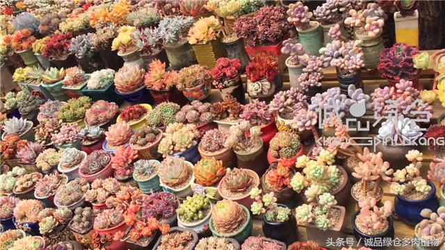 美爆了的韩国多肉植物大棚