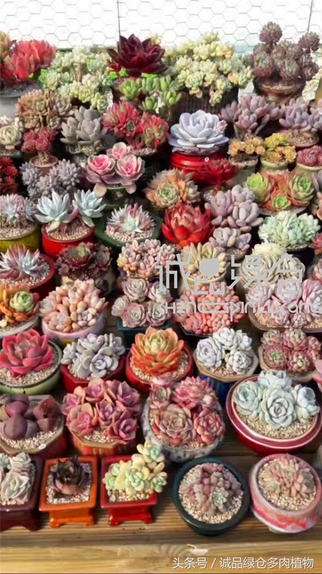 美爆了的韩国多肉植物大棚