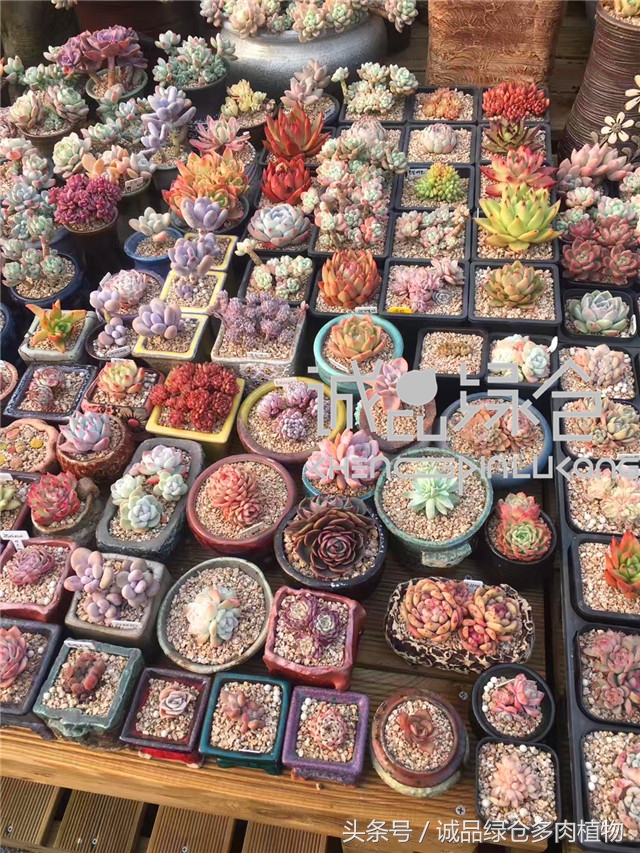 美爆了的韩国多肉植物大棚
