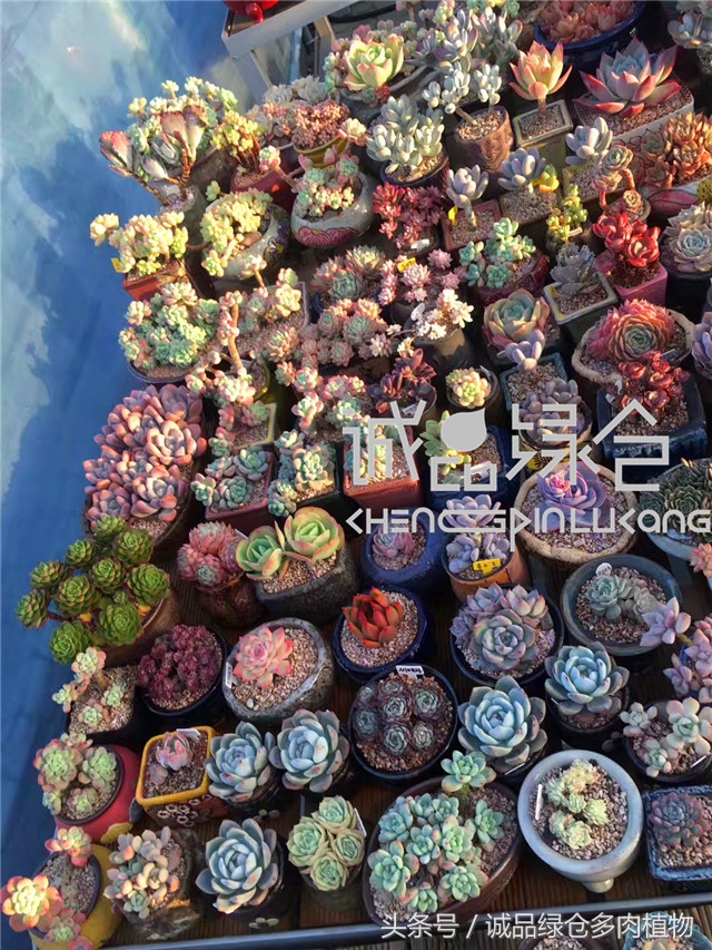 美爆了的韩国多肉植物大棚