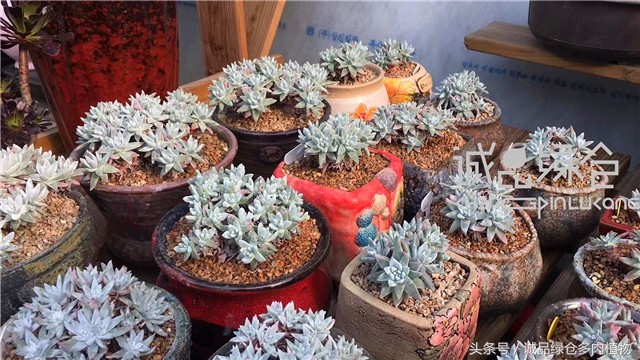 美爆了的韩国多肉植物大棚
