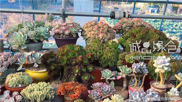 美爆了的韩国多肉植物大棚