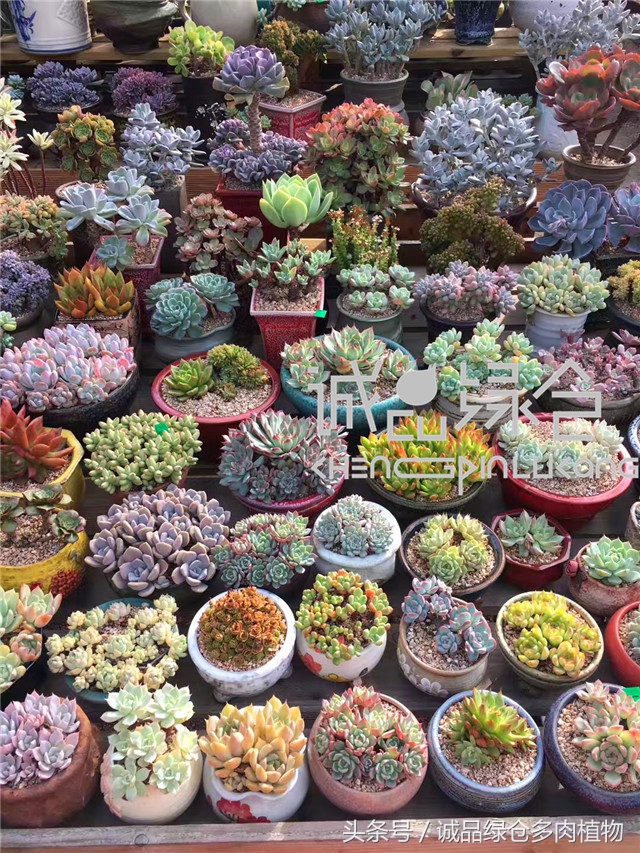 美爆了的韩国多肉植物大棚