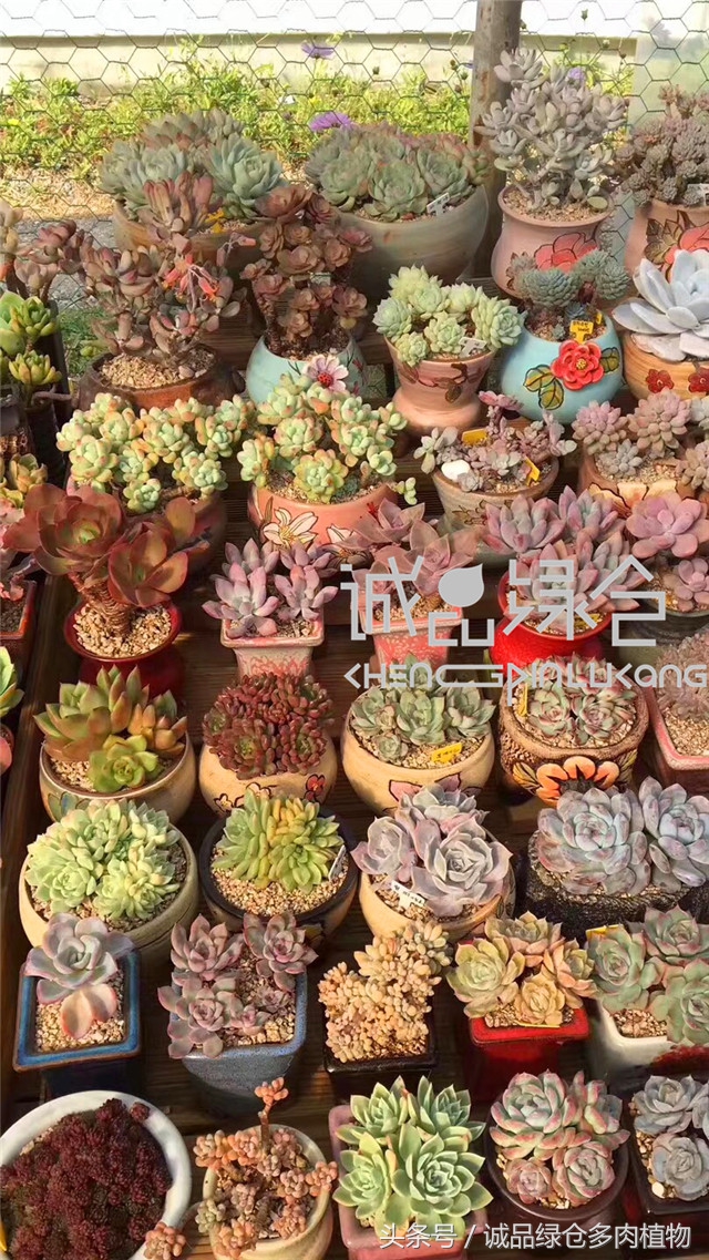 美爆了的韩国多肉植物大棚